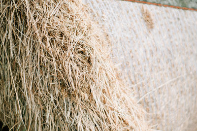 Close-up of hay bales on field