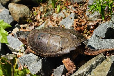 Close-up of turtle on rock