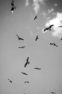 Low angle view of birds flying in sky