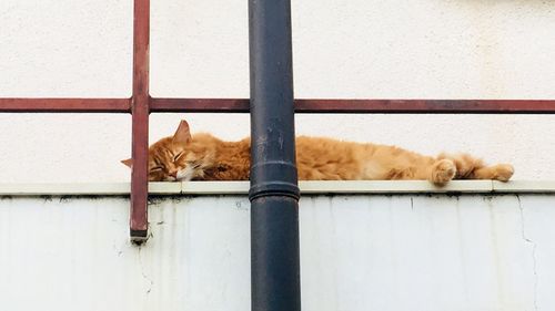 Cat sleeping on wall