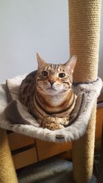 Portrait of cat sitting