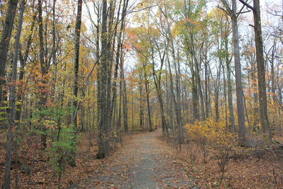 Trees growing in forest during autumn