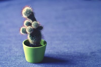 Close-up of cactus plant on table