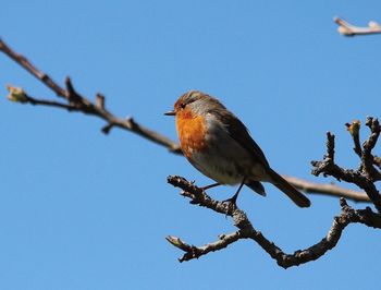 Low angle view of robin perching on branch against clear sky