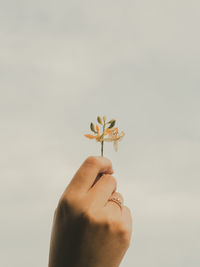 Close-up of hand holding plant against white background