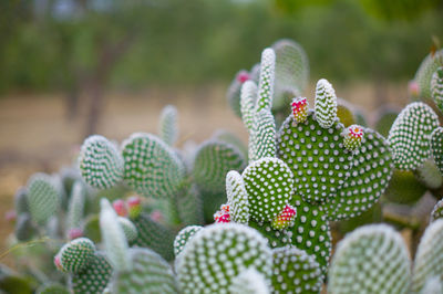 Close-up of cactus plant