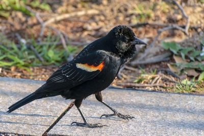 Close-up of a bird