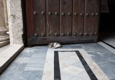 View of a dog resting on wooden door