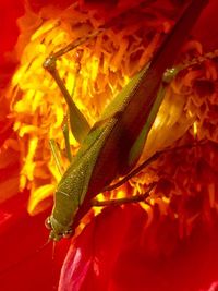 Close-up of grasshopper on red flower