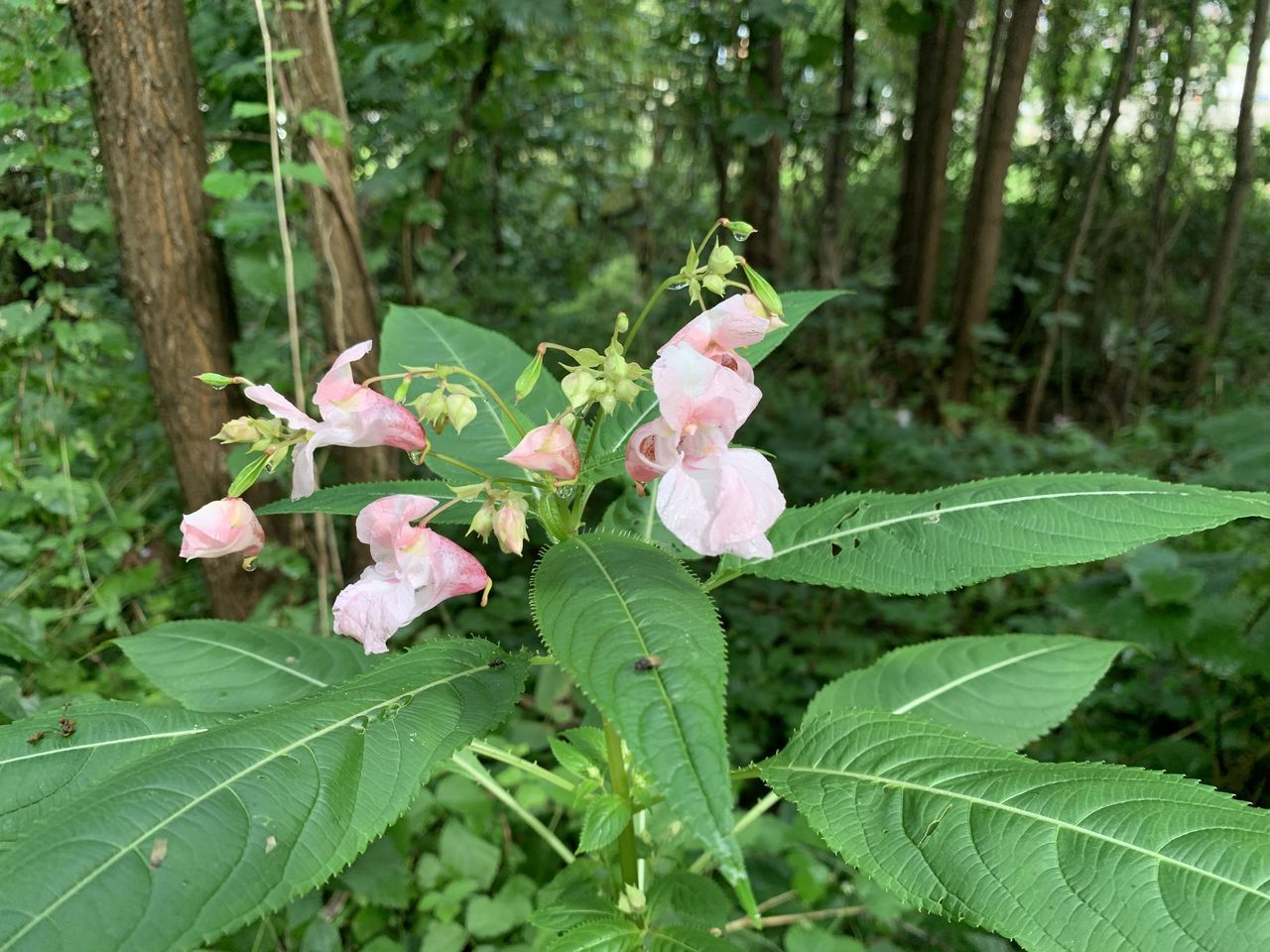 CLOSE-UP OF PINK FLOWERING PLANT IN SUNLIGHT