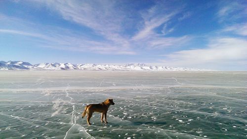 Dog standing on bare field in winter