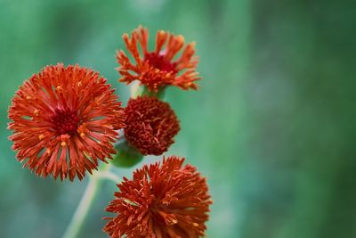 Close-up of red flowering plant