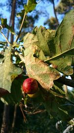 Close-up of berries on tree