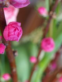 Close-up of pink flowers