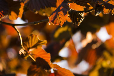 Low angle view of leaves on tree