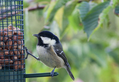 Close-up of carolina chickadee on bird feeder