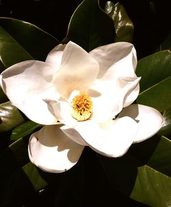 Close-up of white flower