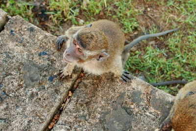 Close-up of meerkat on rock