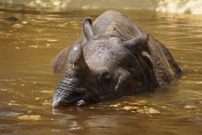 Close-up of  hippopotamus swimming in lake