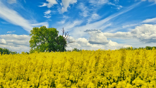 Scenic view of oilseed rape field against sky