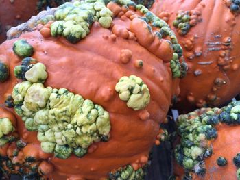 Close-up of damaged pumpkins