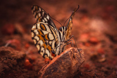 Close-up of butterfly on leaf