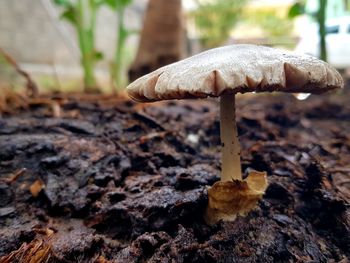 Close-up of mushroom growing on field