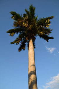 Low angle view of coconut palm tree against blue sky