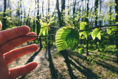 Close-up of hand holding leaves