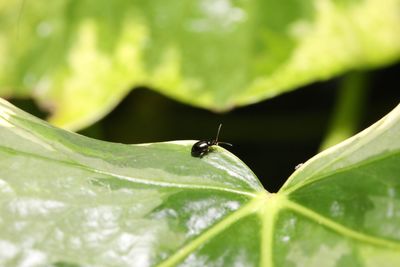 Close-up of insect on leaf