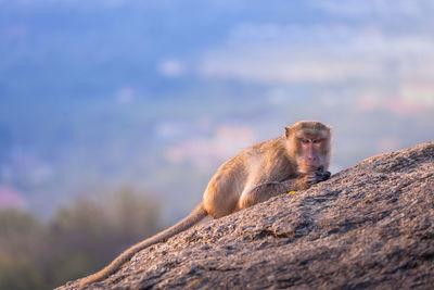 Close-up portrait of monkey sitting on rock against sky