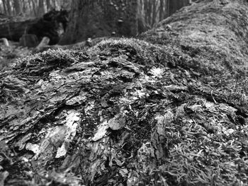 Close-up of tree trunk in forest