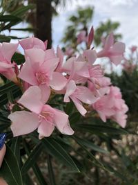 Close-up of pink cherry blossoms in spring