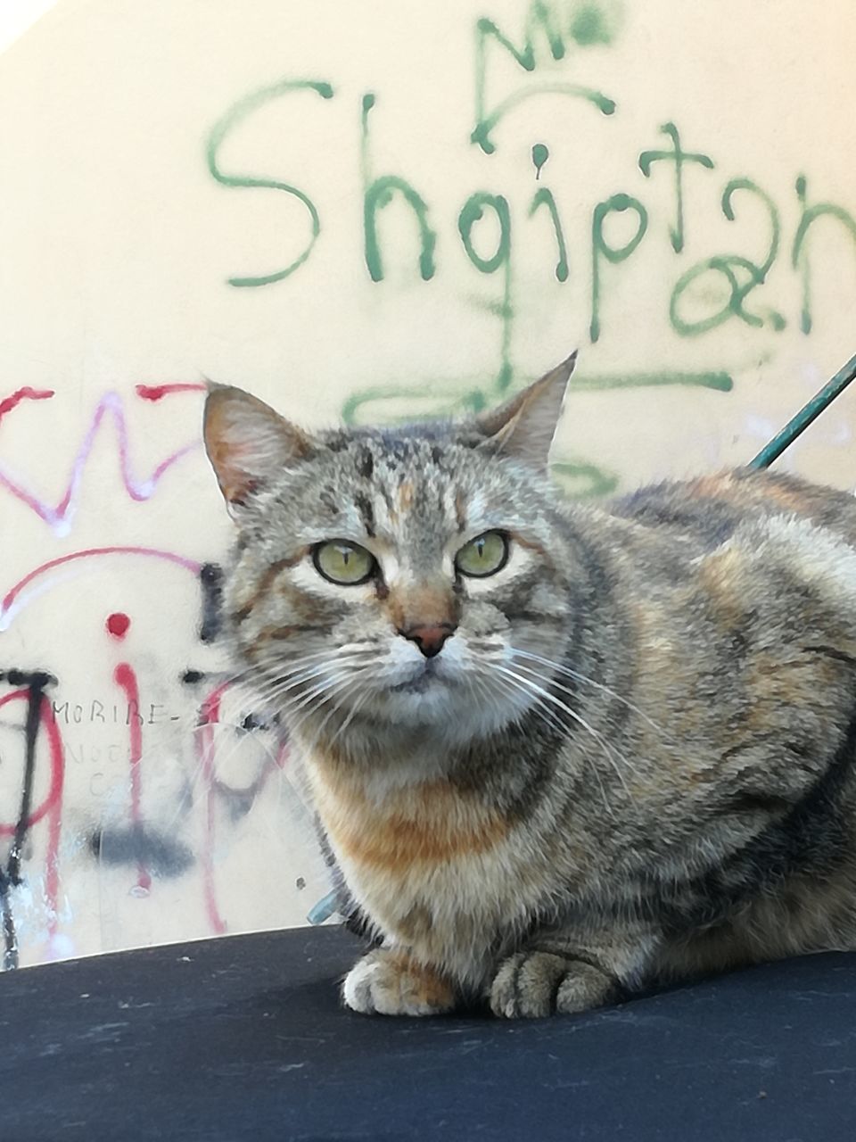 CLOSE-UP PORTRAIT OF CAT SITTING AGAINST WALL