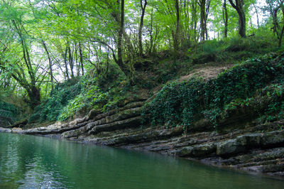 Scenic view of river amidst trees in forest