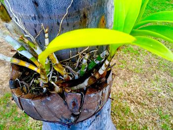 Close-up of potted plant