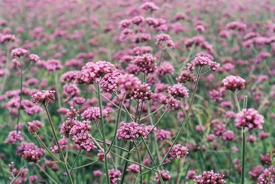 Close-up of pink flowers on field