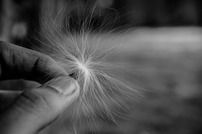 Close-up of hand holding dandelion