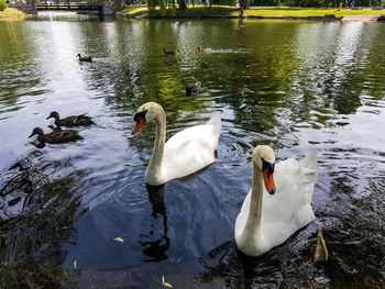 High angle view of swans swimming in lake