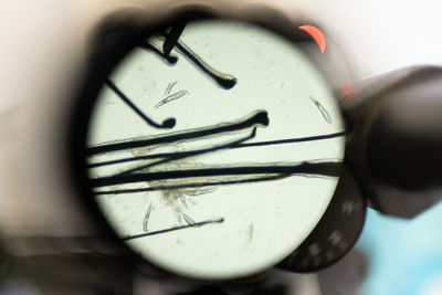 Top view of hair with small parasites placed under lens of modern microscope in laboratory