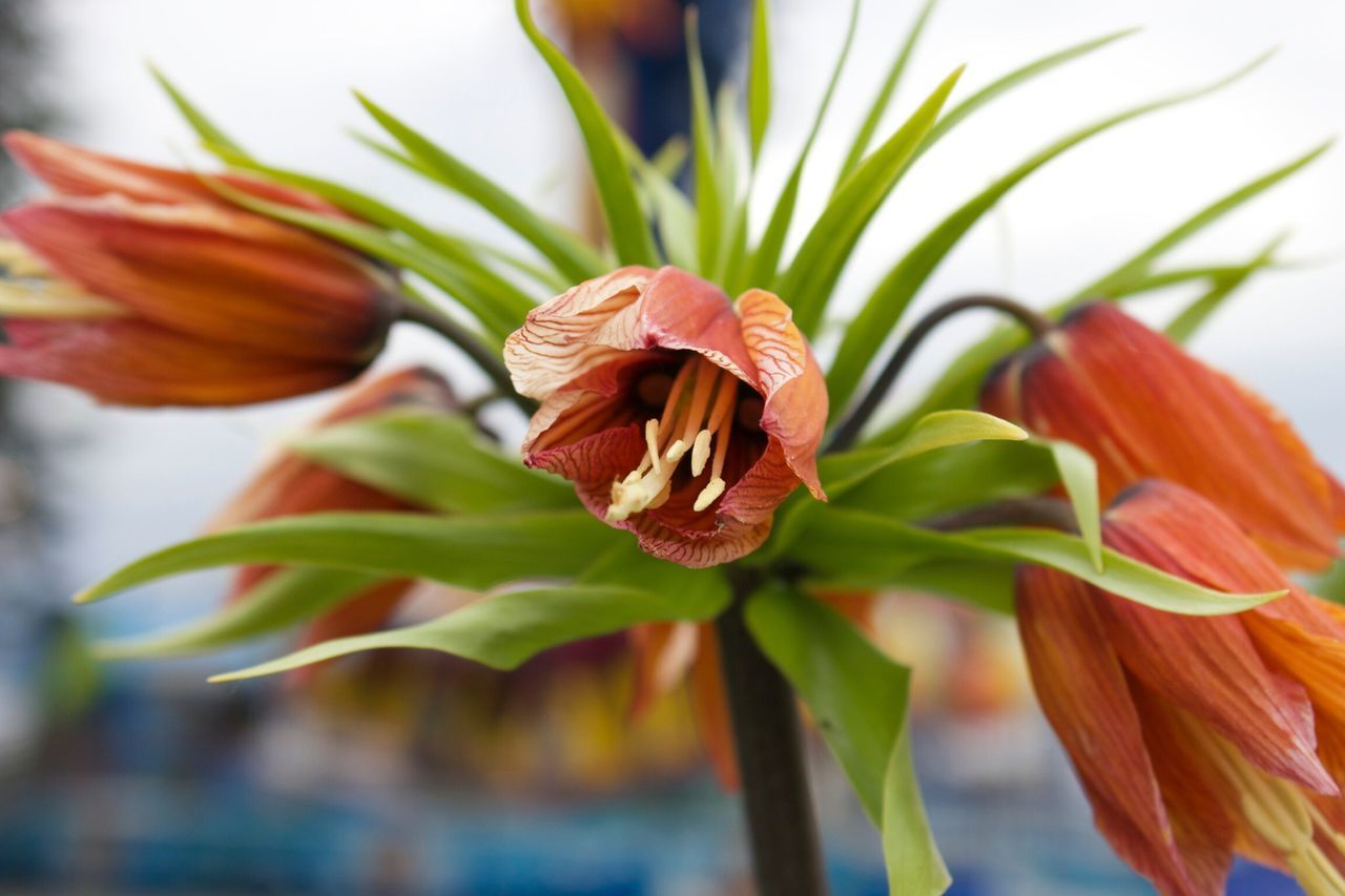 flower, petal, freshness, growth, fragility, flower head, plant, leaf, close-up, focus on foreground, beauty in nature, nature, orange color, stem, blooming, selective focus, red, bud, botany, in bloom