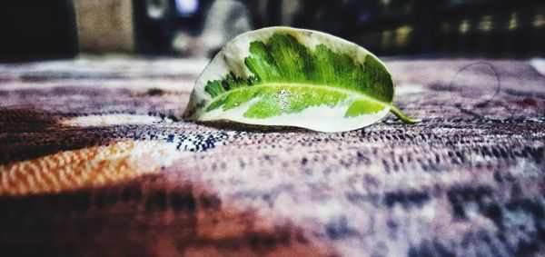 Close-up of green leaf on table