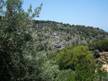 Low angle view of trees against clear sky