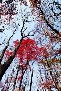 Low angle view of trees against sky