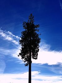 Low angle view of tree against blue sky