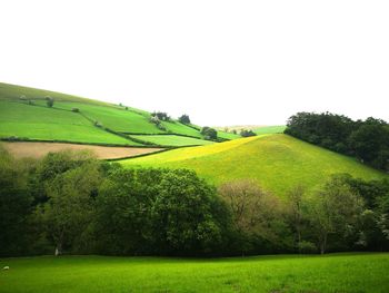 Scenic view of agricultural field against clear sky