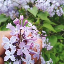 Close-up of purple flowers