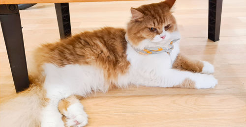 Cat sitting on wooden floor