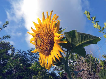 Close-up of sunflower against sky
