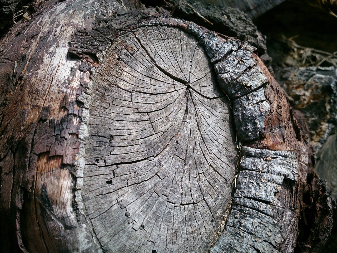 Tree ring